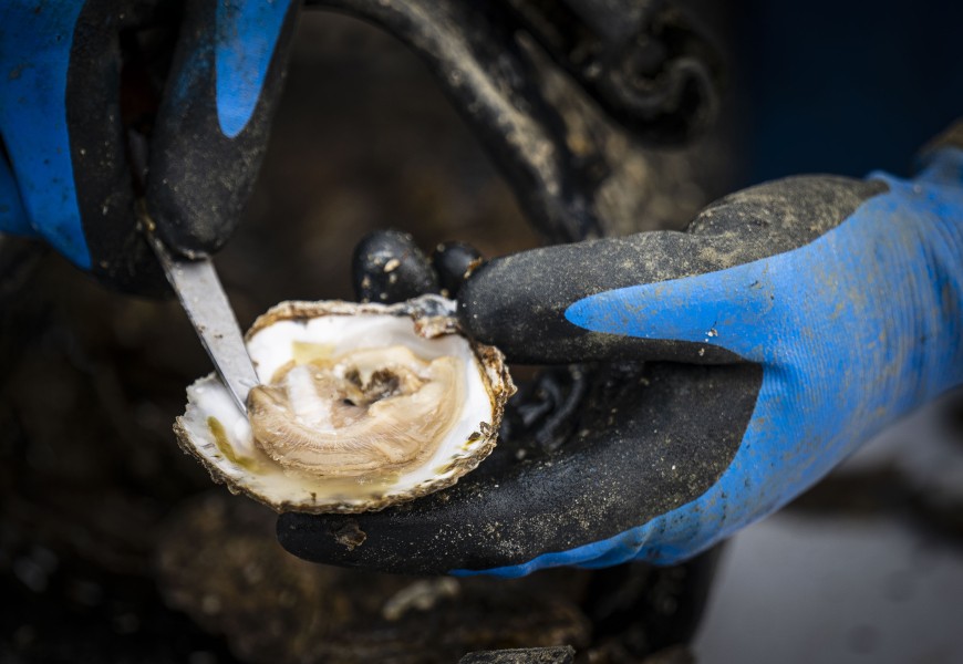 Oogst Zeeuwse oesters